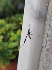 Gasteruption jaculator