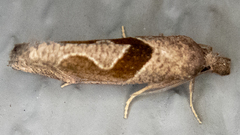 Pelochrista similiana