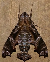 Nyceryx