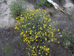 Psilostrophe cooperi