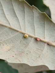 Neuroterus anthracinus