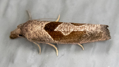 Pelochrista similiana