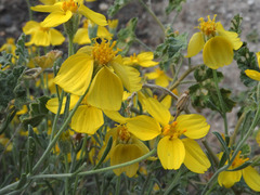 Psilostrophe cooperi