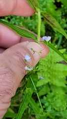 Veronica scutellata