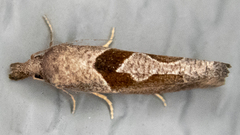 Pelochrista similiana