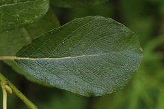 Salix aurita