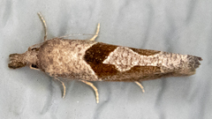 Pelochrista similiana