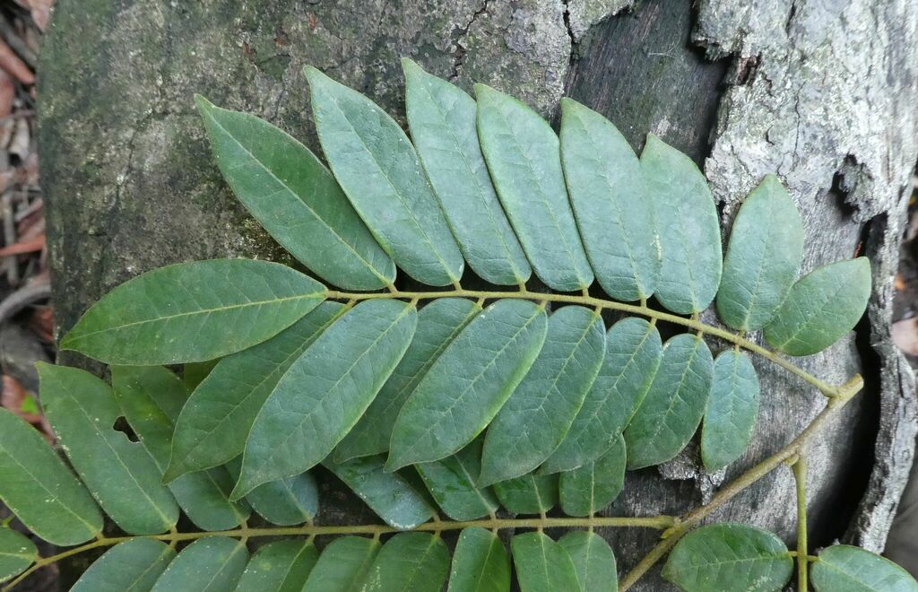 Dialium dinklagei