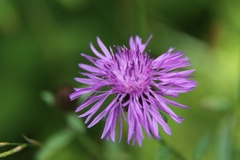Centaurea nigrescens