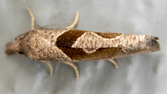 Pelochrista similiana