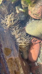 Anemonia viridis