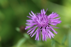 Centaurea nigrescens