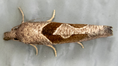 Pelochrista similiana