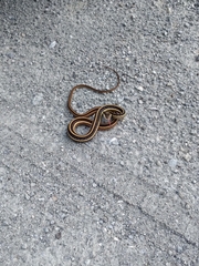 Thamnophis saurita saurita