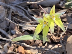 Caladenia flava