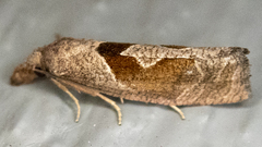 Pelochrista similiana