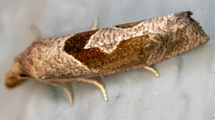 Pelochrista similiana