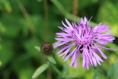 Centaurea nigrescens