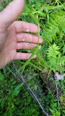 Veronica scutellata