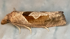 Pelochrista similiana