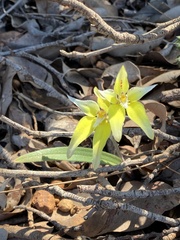 Caladenia flava