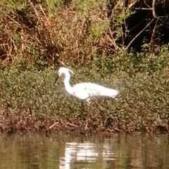 Egretta garzetta
