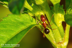 Camponotus floridanus