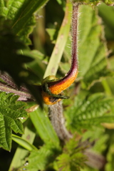 Puccinia urticata