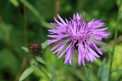 Centaurea nigrescens