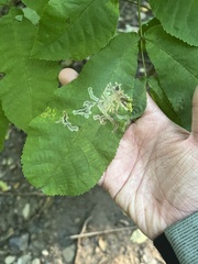 Cameraria caryaefoliella