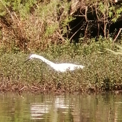 Egretta garzetta