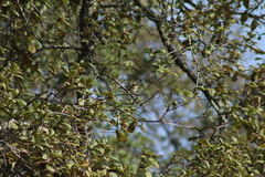 Basileuterus rufifrons