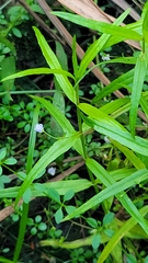 Veronica scutellata