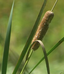 Typha angustifolia