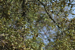 Basileuterus rufifrons