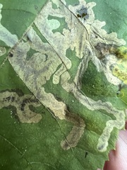 Cameraria caryaefoliella