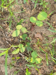 Lespedeza procumbens