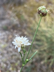 Cephalaria leucantha