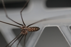 Smeringopus pallidus