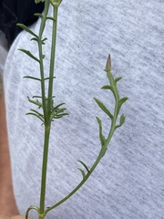 Cephalaria leucantha