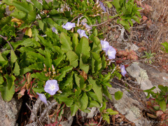 Convolvulus lopezsocasii