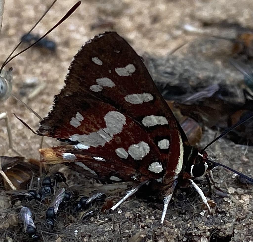 Aphnaeus argyrocyclus