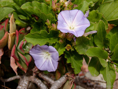 Convolvulus lopezsocasii