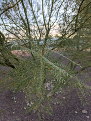 Parkinsonia