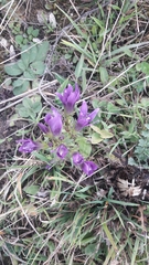 Gentianella