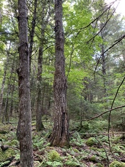 Populus grandidentata