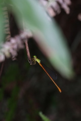 Ceriagrion auranticum