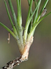 Ficinia marginata