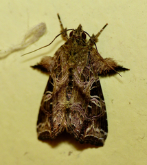 Callopistria trilineata