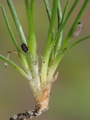 Ficinia marginata